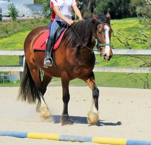 horse riding courses melbourne Tandivale Equestrian Centre & Pony Club