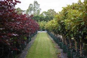 seedling sales in melbourne Kilby Park Tree Farm | Wholesale Nursery Melbourne