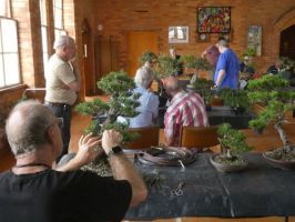 bonsai classes melbourne Bonsai Society Of Victoria
