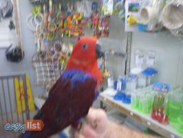 parrot shops in melbourne Nunawading Birds & Pets