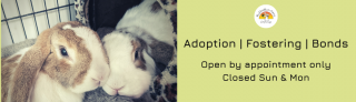 adopt rabbit melbourne Rabbit Run-Away Orphanage Inc