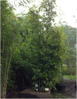 cheap nurseries melbourne Bamboo Grove (Open via Appointment)