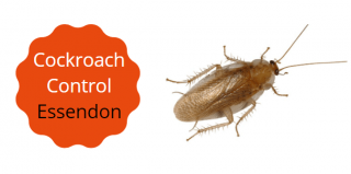 cockroach control Essendon