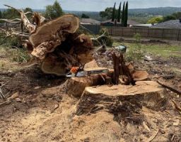 tree felling melbourne Rigoni Tree Solutions