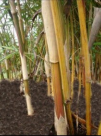 seedling sales in melbourne Bamboo Grove (Open via Appointment)