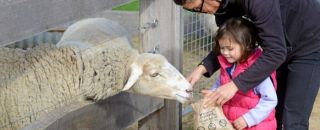 Child feeding a sheep