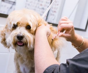 dog grooming courses melbourne Dog Diversity Dog Grooming School