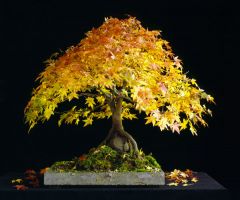 Select from a forest of bonsai at
