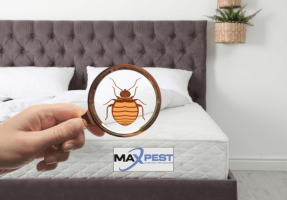 pest control bedbugs melbourne Max Bed Bugs Control Melbourne