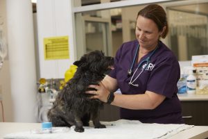 clinics dogs melbourne Veterinary Referral Hospital