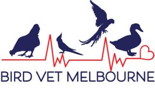 lovebirds melbourne Bird Vet Melbourne
