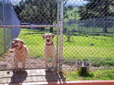 dog boarding kennels in melbourne Narre Warren Boarding Kennels & Cattery