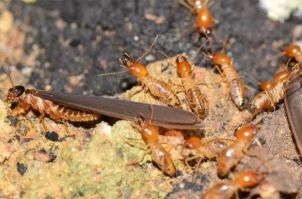 pest control stores melbourne Pest Control Unit Hawthorn - Rat, Wasp & End of Lease Pest Control
