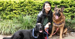 cat trainers in melbourne Bark Busters Home Dog Training Melbourne North
